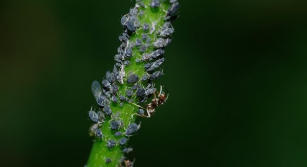 Traite de pucerons par fourmis
