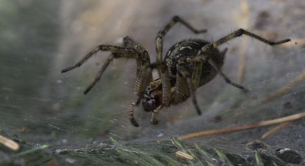 Phobiques s'abstenir :-)