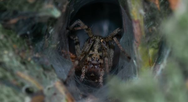 Phobiques s'abstenir :-)