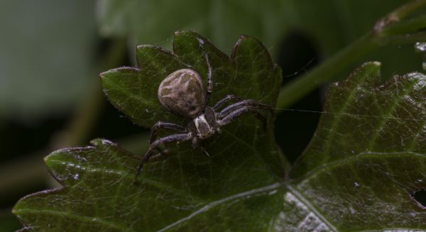 Phobiques s'abstenir :-)