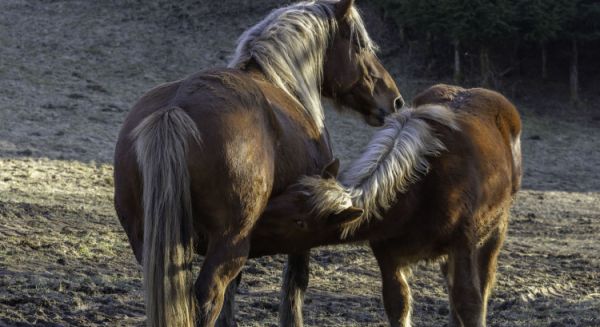 Comtois Paysages Haute Saône