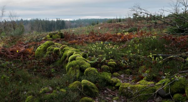 Paysages Haute Saône