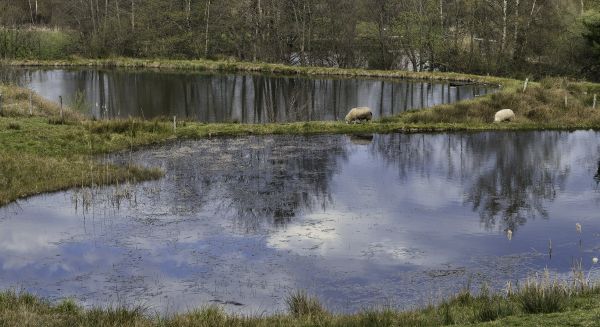 Paysages Haute Saône - 1000 étangs