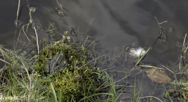 Paysages Haute-Saône 1000 étangs