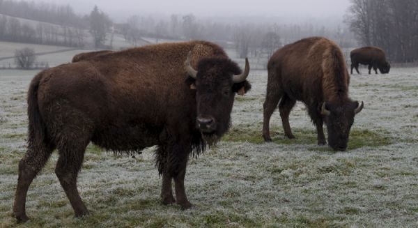 Paysages Haute Saône