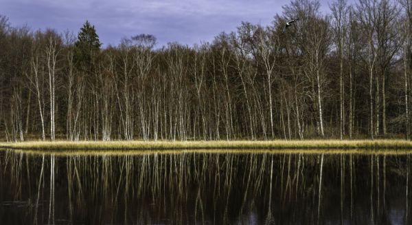 Paysages Haute-Saône - 1000 étangs