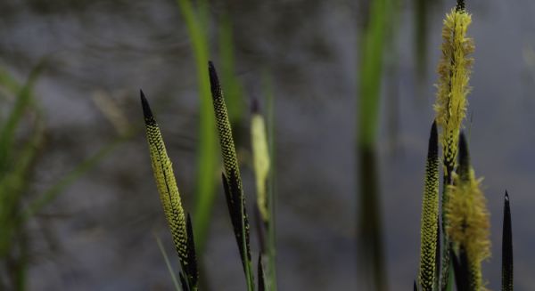Paysages Haute Saône - 1000 Etangs