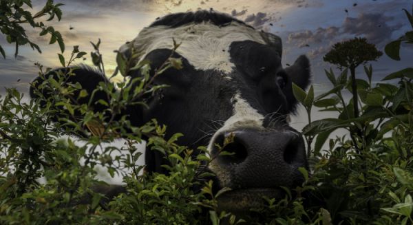 Paysages Haute-Saône - Marguerite