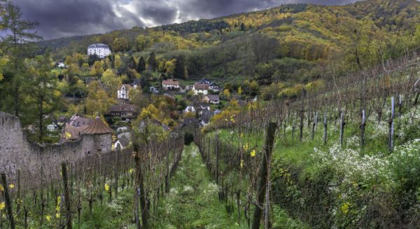 Ribeauvillé