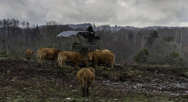 Région des 1000 étangs Haute-Saône
