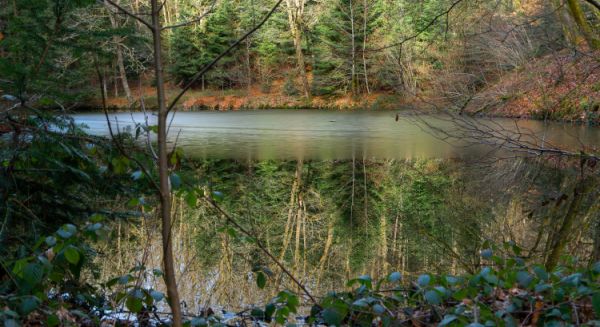 Paysages Haute Saône -1000 étangs 'Sous la glace'