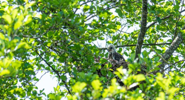 Petite Saône - Jeunes buses au nid
