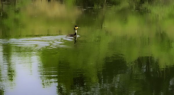 Petite Saône - Grèbe