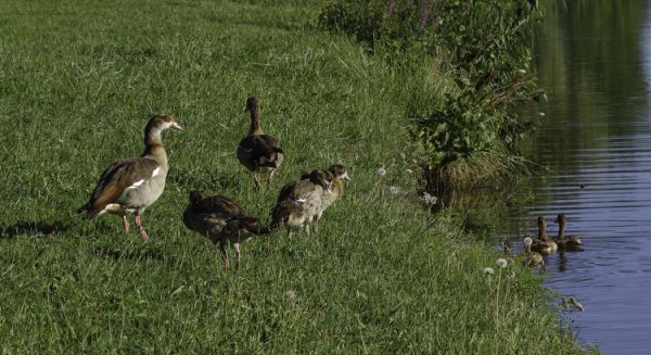 Petite Saône - Oueds d'Egypte
