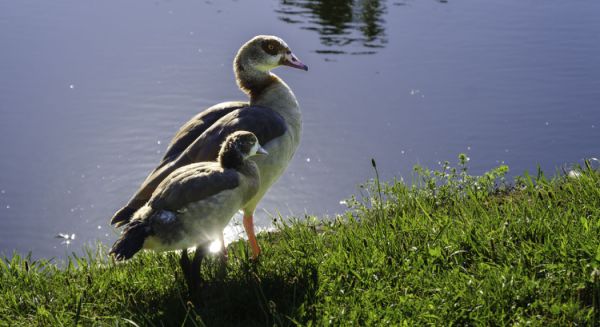 Petite Saône - Oueds d'Egypte