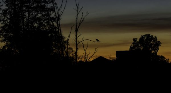 Petite Saône - Corneille du soir..