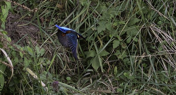 Petite Saône - Martin Pêcheur