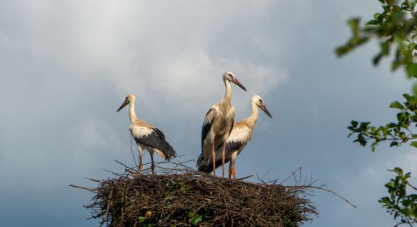 Petite Saône - Famille de cigognes