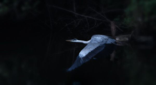 Petite Saône - Vol tardif héron cendré