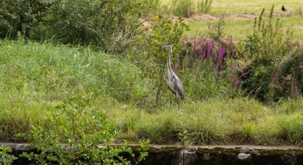 Petite Saône - Héron cendré