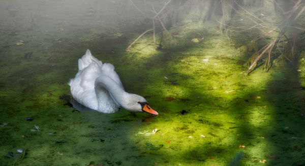 Petite Saône - Nourriture à profusion