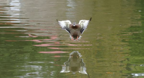 Petite Saône SuperCane Marvel