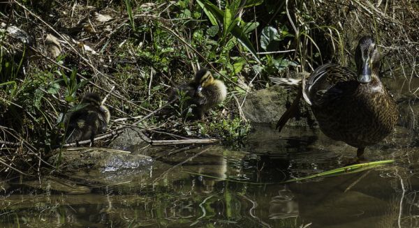Petite Saône - Famille monoparentale
