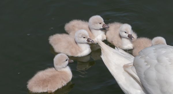 Petite Saône Cygneaux épargnés par les silures