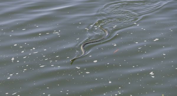 Petite Saône - Couleuvre