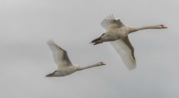 Petite Saône Cygnes en formation