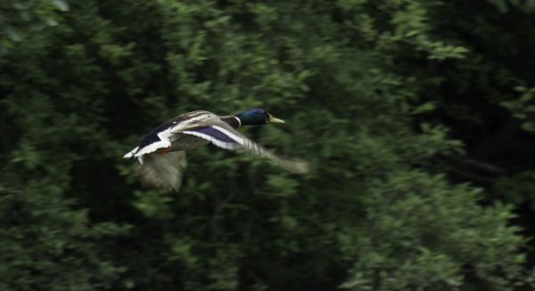 Petite Saône Dépassement