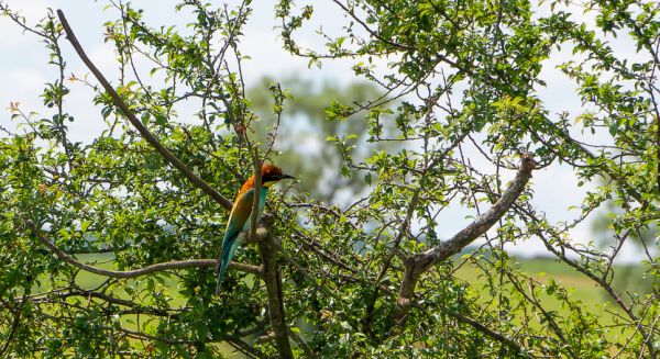 Petite Saône - Guêpier d'Europe