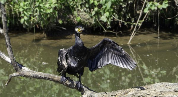 Petite Saône - Cormoran se sèchant