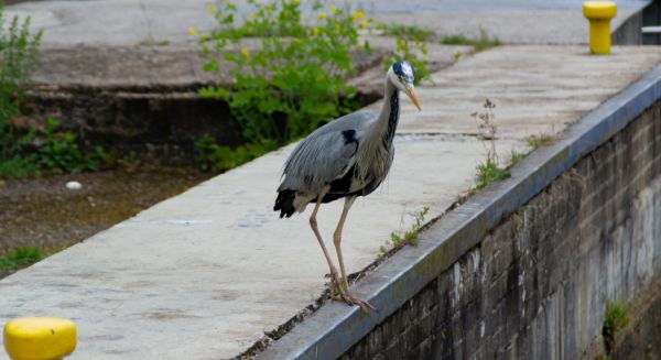 Canal des Vosges Ecluse et héron opportuniste