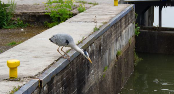 Canal des Vosges Ecluse et héron opportuniste