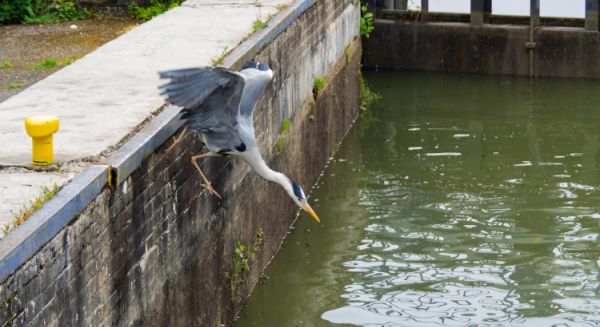 Canal des Vosges Ecluse et héron opportuniste