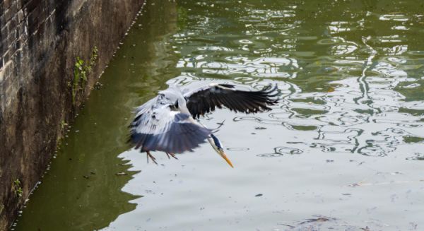 Canal des Vosges Ecluse et héron opportuniste