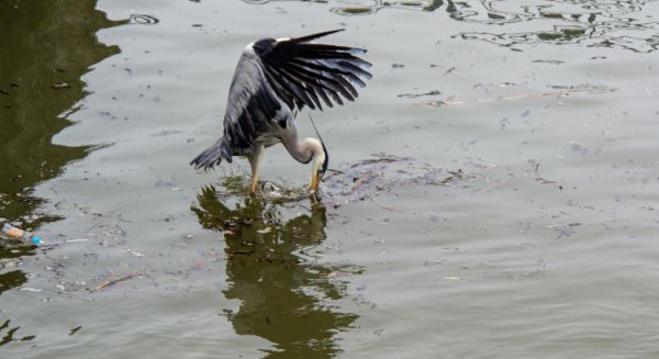 Canal des Vosges Ecluse et héron opportuniste