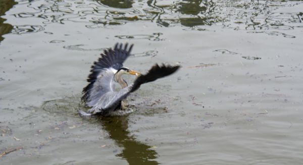 Canal des Vosges Ecluse et héron opportuniste
