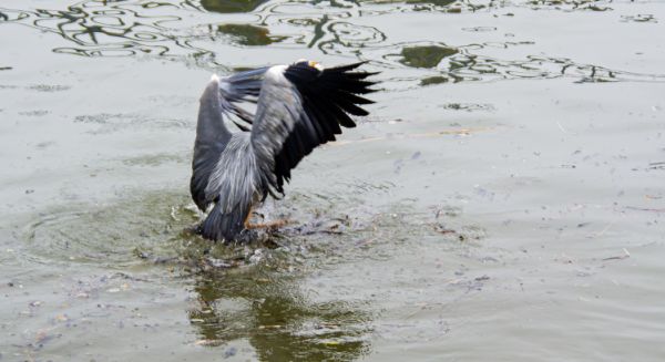 Canal des Vosges Ecluse et héron opportuniste