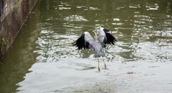 Canal des Vosges Ecluse et héron opportuniste