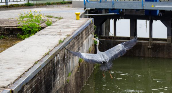Canal des Vosges Ecluse et héron opportuniste
