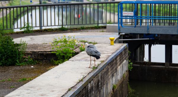 Canal des Vosges Ecluse et héron opportuniste