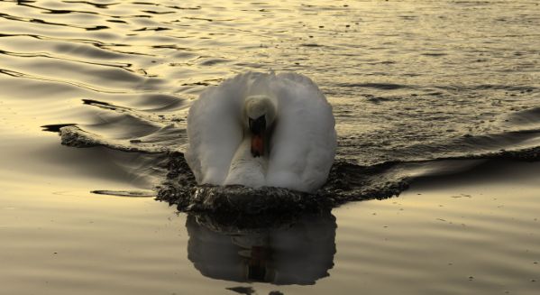 Petite Saône - La charge du cygne