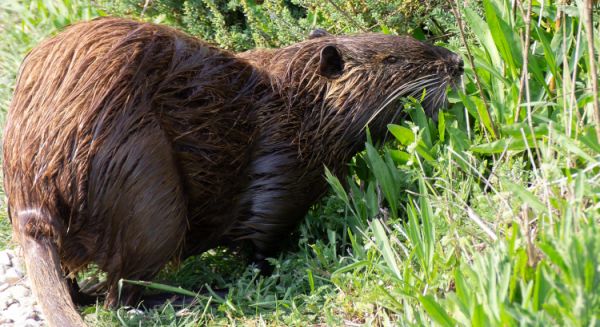 Petite Saône - Ragondin
