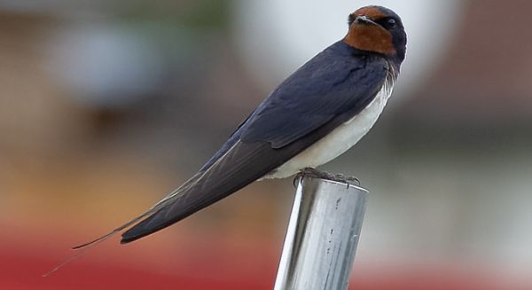 Petite Saône - Hirondelle sur mât de pavillon