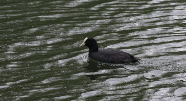 Petite Saône - Poule d'eau (Foulque macroule)