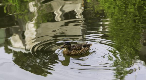 Petite Saône Reflets