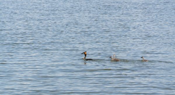 Petite Saône - Grèbes huppés